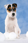 sitzender Parson Russell Terrier Welpe