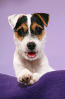 liegender Parson Russell Terrier Welpe