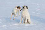 2 spielende Parson Russell Terrier