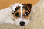 liegender junger Parson Russell Terrier