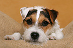 liegender junger Parson Russell Terrier