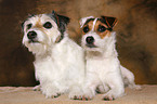 2 liegende Parson Russell Terrier