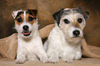 2 liegende Parson Russell Terrier