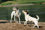 2 Parson Russell Terrier