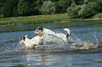 rennende Parson Russell Terrier