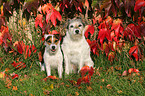 2 sitzende Parson Russell Terrier