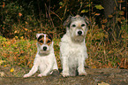 2 Parson Russell Terrier