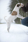 fressender Parson Russell Terrier