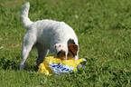 neugieriger Parson Russell Terrier