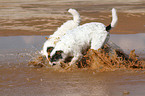 2 Parson Russell Terrier