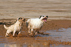 rennende Parson Russell Terrier