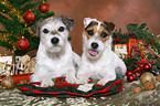 2 Parson Russell Terrier zu Weihnachten