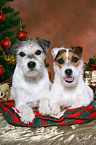 2 Parson Russell Terrier zu Weihnachten