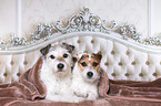 Jack & Parson Russell Terrier