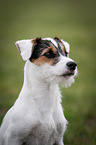 junger Parson Russell Terrier