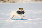 Parson Russell Terrier apportiert Handschuh