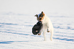 Parson Russell Terrier apportiert Handschuh