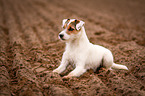 liegender Parson Russell Terrier