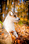 liegender Parson Russell Terrier