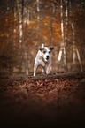 rennender Parson Russell Terrier