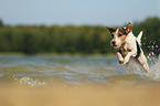 rennender Parson Russell Terrier