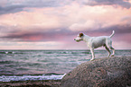 Parson Russell Terrier am Strand