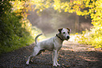 Parson Russell Terrier Rde