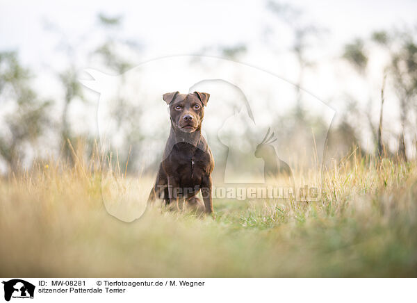 sitzender Patterdale Terrier / MW-08281