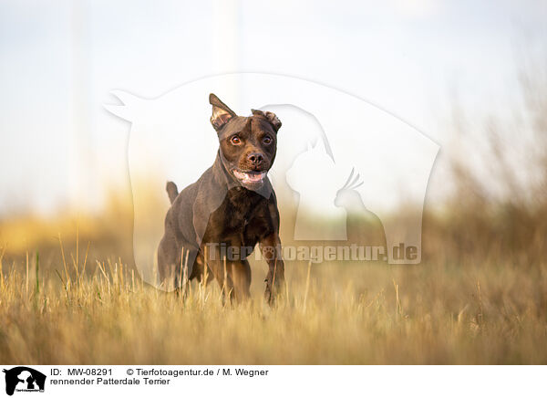 rennender Patterdale Terrier / MW-08291