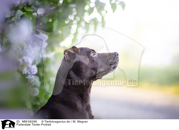 Patterdale Terrier Portrait / MW-08296