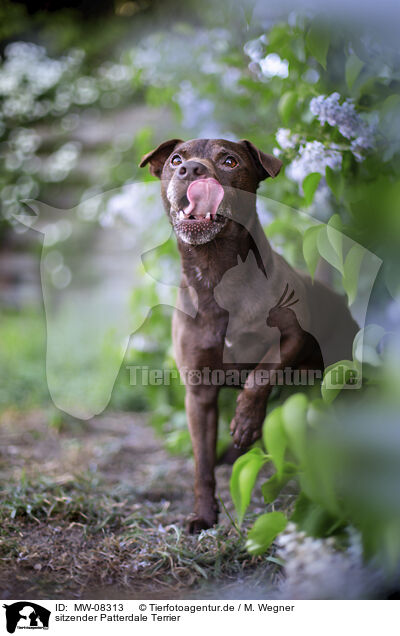 sitzender Patterdale Terrier / sitting Patterdale Terrier / MW-08313