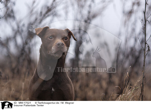 brauner Patterdale Terrier / MW-17021