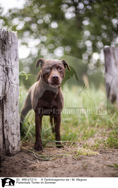 Patterdale Terrier im Sommer / Patterdale Terrier in summer / MW-27213