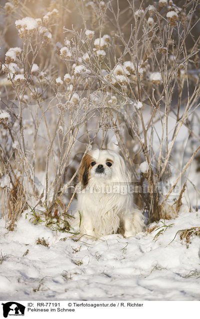 Pekinese im Schnee / RR-77191