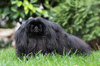 Pekinese