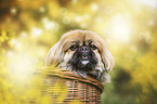 Pekinese