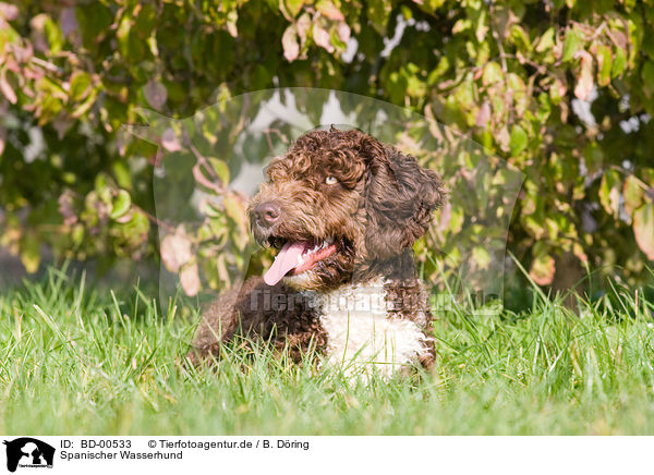 Spanischer Wasserhund / BD-00533