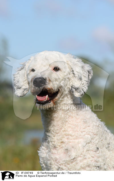 Perro de Agua Espanol Portrait / Perro de Agua Espanol Portrait / IF-09749