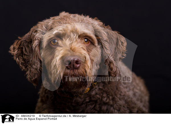 Perro de Agua Espanol Portrait / Perro de Agua Espanol Portrait / AM-04219