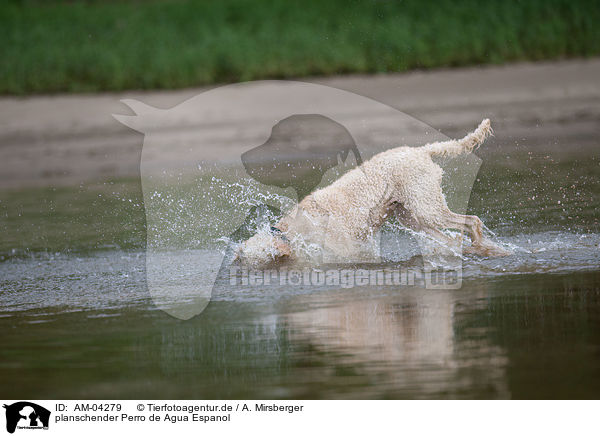 planschender Perro de Agua Espanol / splashing Perro de Agua Espanol / AM-04279