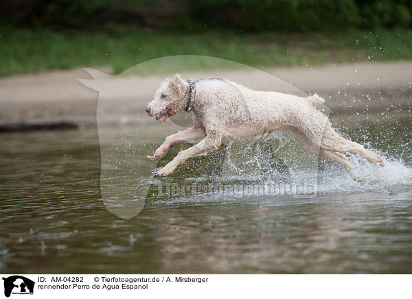 rennender Perro de Agua Espanol / running Perro de Agua Espanol / AM-04282