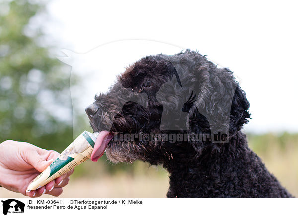 fressender Perro de Agua Espanol / eating Perro de Agua Espanol / KMI-03641