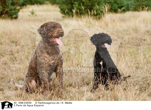 2 Perro de Agua Espanol / 2 Perro de Agua Espanol / KMI-03659