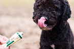 Perro de Agua Espanol Portrait