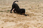 Perro de Agua Espanol