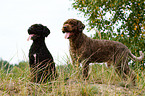 2 Perro de Agua Espanol