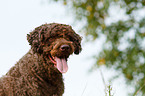 Perro de Agua Espanol Portrait