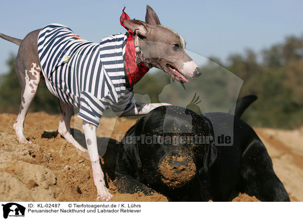 Peruanischer Nackthund und Labrador Retriever / KL-02487