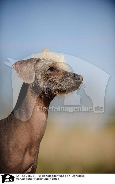 Peruanischer Nackthund Portrait / Peruvian Inca Orchid Portrait / YJ-01533