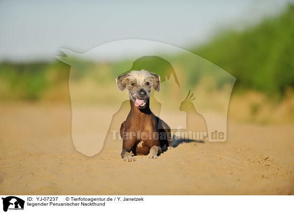 liegender Peruanischer Nackthund / lying Peruvian hairless dog / YJ-07237